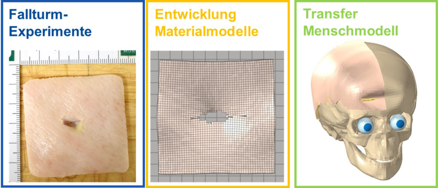 Abbildung 1: Verschiedene Entwicklungsschritte vom realen Fallturm-Experiment über die Materialmodellierung bis hin zum Einsatz in einem Menschmodell | © IFA/LMU Abbildung 1: Verschiedene Entwicklungsschritte vom realen Fallturm-Experiment über die Materialmodellierung bis hin zum Einsatz in einem Menschmodell | © IFA/LMU
